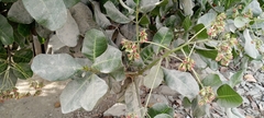 Anacardium