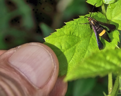 Carmenta pyralidiformis