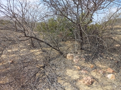 Colicodendron scabridum