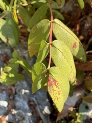 Hypericum calycinum