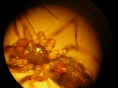 Lepthyphantes leprosus