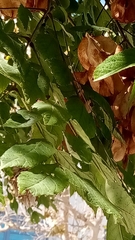 Koelreuteria bipinnata