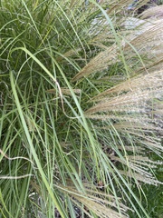 Miscanthus sinensis