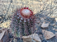 Melocactus peruvianus