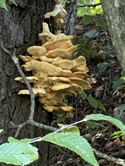 Laetiporus conifericola