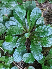 Ajuga reptans