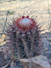 Melocactus peruvianus