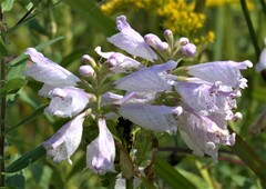 Physostegia