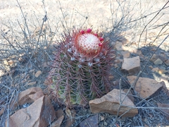 Melocactus peruvianus