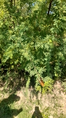 Vachellia farnesiana