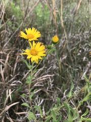 Heterotheca camporum