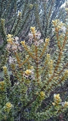Olearia nummulariifolia