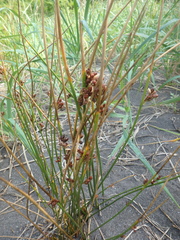 Juncus haenkei