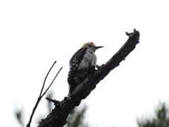 Melanerpes aurifrons
