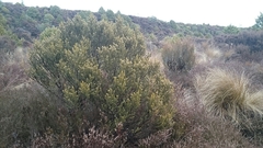 Olearia nummulariifolia