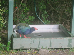 Porphyrio hochstetteri