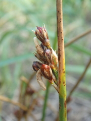 Juncus haenkei