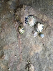 Siphonaria