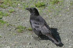 Corvus brachyrhynchos caurinus