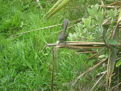 Rhipidura fuliginosa placabilis