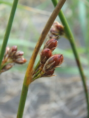 Juncus haenkei