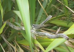 Rhipidura fuliginosa placabilis