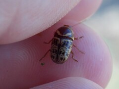 Cryptocephalus cribripennis