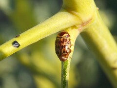 Cryptocephalus cribripennis