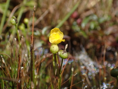 Utricularia gibba