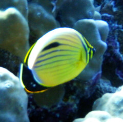 Chaetodon austriacus