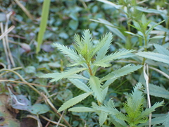 Proserpinaca palustris