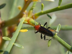 Stenosphenus dolosus