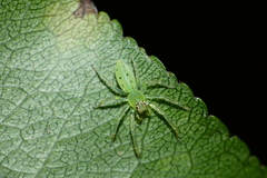 Lyssomanes viridis