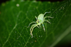 Lyssomanes viridis