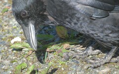 Corvus brachyrhynchos caurinus