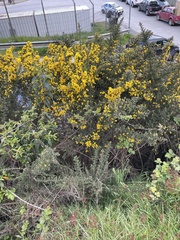 Ulex