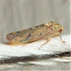 Ponana quadralaba