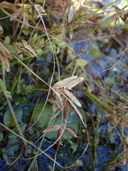 Cyperus bipartitus
