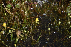 Utricularia gibba