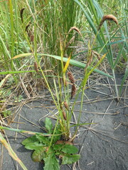 Carex cryptocarpa