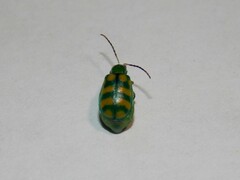 Diabrotica balteata