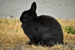 Oryctolagus cuniculus domesticus