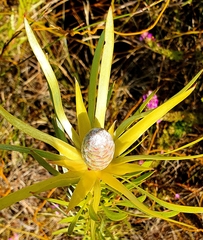 Leucadendron xanthoconus