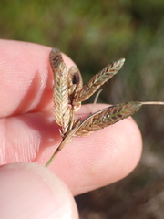 Cyperus bipartitus