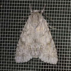 Acronicta americana