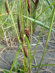 Carex cryptocarpa