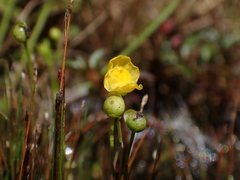 Utricularia gibba