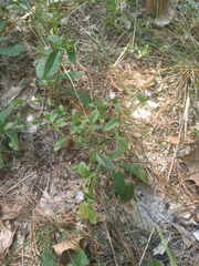 Elephantopus carolinianus