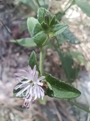 Elephantopus carolinianus