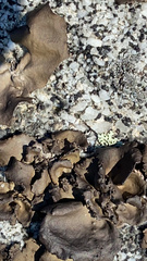 Umbilicaria muhlenbergii
